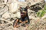 PINSCHER NAIN 161